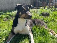 Molly - Dringend neue Familie gesucht - Langenhagen