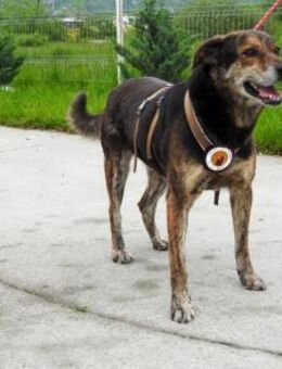 Der liebevolle Cujo sucht ein Zuhause - München