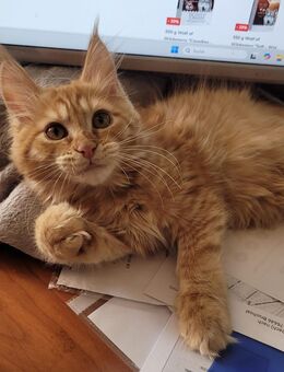 Maine Coon Bub - Allensbach