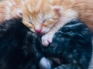 MAINE COON mix - Zirndorf