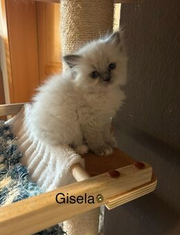 Ragdoll - Heilige Birma Edelmix Kitten - Bayerbach (Ergoldsbach)
