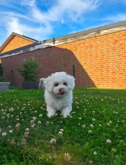 Bichon Frisé Welpen - Bleckede