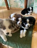 Abgabebereite Australian Shepherd Welpen in 53111