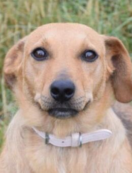 Pia - menschenbezogen und verschmust - Lohmar