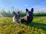 Unsere Welpen sind da - Bötzingen