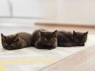 3 süße BKH Mischlings-Kitten ! - Heimertingen