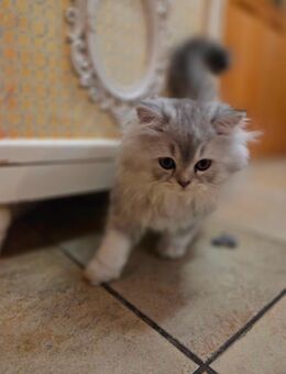 Wunderschöne Kitten suchen neues Zuhause - Bad Birnbach