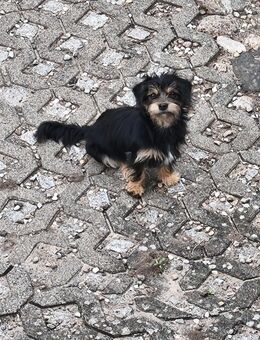 Liebevolles Zuhause gesucht - Ribnitz-Damgarten