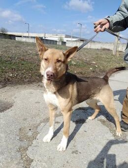 Wer schenkt Migo ein liebevolles Zuhause - Dortmund