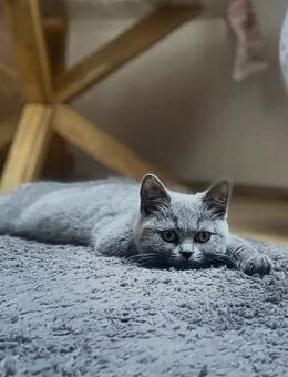Bkh kitten Mädchen - Schaafheim