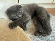 Katzenbabies Perser BKH - Rot (Rot)
