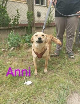 Anni sucht ein Zuhause - Elsenfeld