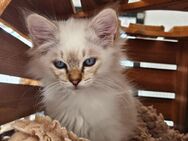 Zuckersüße Heilige Birma Katerchen suchen liebevolles Zuhause - Paderborn