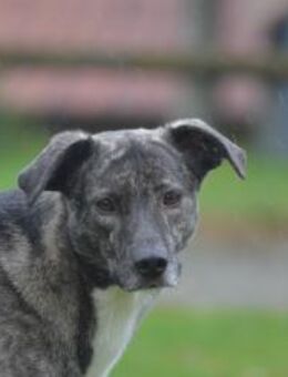 Siri wartet in 21789 Wingst - Rotenburg (Fulda)