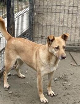 Candy - anhänglich und verträglich - Idstein