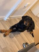 Big sucht dringend ein neues zuhause in 38106