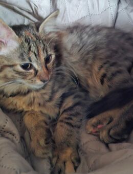 Katzen Maine Coon Mix W - Renchen