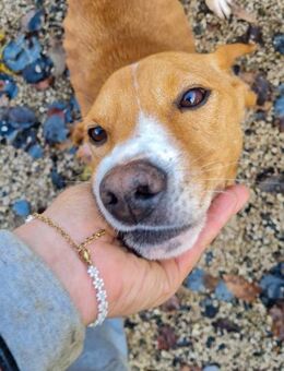 Bark wünscht sichein liebevolles Zuhause - Schwabach