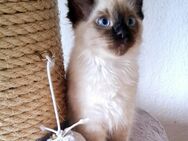 Hl.Birma/ Siam Kitten, weibl. - Ebstorf (Klosterflecken)