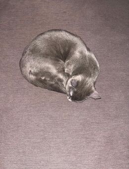 Zwei 4 Monate alte Kater‑Geschwister abzugeben – grau & weiß - Baesweiler