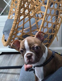 Boston terrier welpe noch 1 rüde - Wiesbaden