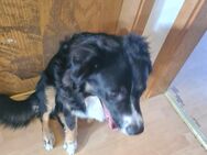 Suche ein liebes zuhause - Halle (Saale)