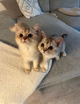 BKH Kitten - männlich & weiblich - Korntal-Münchingen