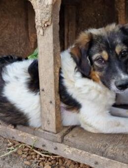 Gretchen - lernwillig und neugierig - Westerholt