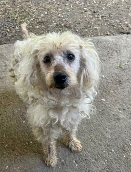 💔 Cloe 6-jährige Pudeldame - Kassel