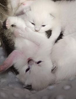 3 wunderschöne reinrassige BKH Kitten - Leipzig Ost