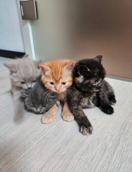 Kitten LKH / EKH Mix - Fürstenfeldbruck