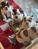 Old Englisch Bulldoggen in 57518