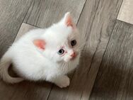 Einzigartige 1 Kitten-Kater, Mutter Kaho Manee -BKH weiß Mix Vater Maine Coone - BKH Blau Mix zu verkaufen 300€ - Mosbach