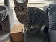 BKH Katze - Gaggenau