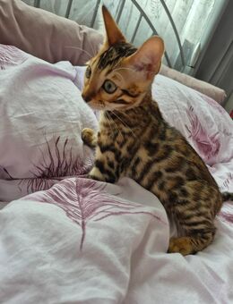 Bengal Kitten reinrassig - Porta Westfalica
