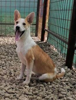 Nico sucht ein Zuhause - Egestorf