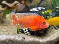 Aulonocara Malawi Fire Fish Buntbarsche - Hettstadt