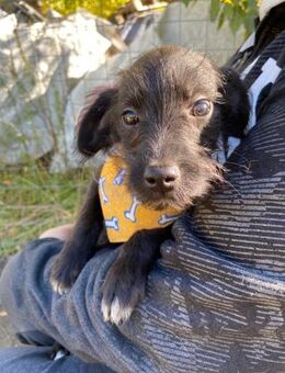 Yara LM Kleine entzückende Entdeckerin - Neustadt (Rübenberge)