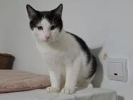 Kater Miro - der kleine Mechaniker - München