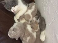 Britisch Kurzhaar Katzenbabys - Mohlsdorf-Teichwolframsdorf