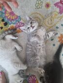 Baby katzen britische kurzhaare in 45879