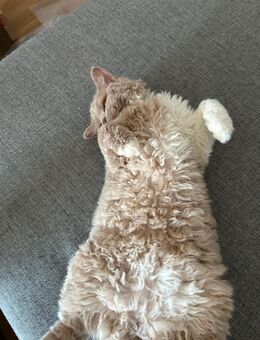 Katze abzugeben - Solingen (Klingenstadt) Zentrum