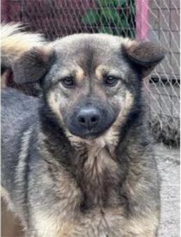 Maik - Pflegestelle oder Zuhause gesucht - Oberwies