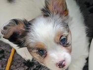 Zuckersüße Papillon-Chihuahua Welpen - Wehr (Rheinland-Pfalz)