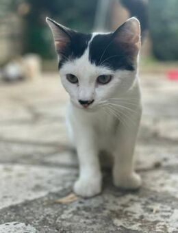 Sherman 🐾 der sanfte Schnurrer - Kirchheim (München)