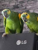 Käfig mit Blaustern Amazona Paar abzugeben in Liebevolle Hände in 21629