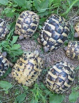 Griechische Landschildkröten NZ 2023 und 2024, weiblich erbrütet - Fürstenwalde (Spree)
