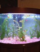 Eckaquarium 180 Liter von JUWEL in 58809