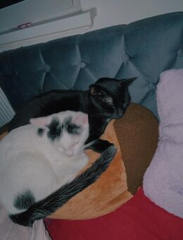 Kater abzugeben - Helmstedt Zentrum