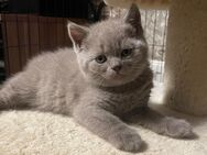 Reinrassig Bkh Kitten - Wittlich